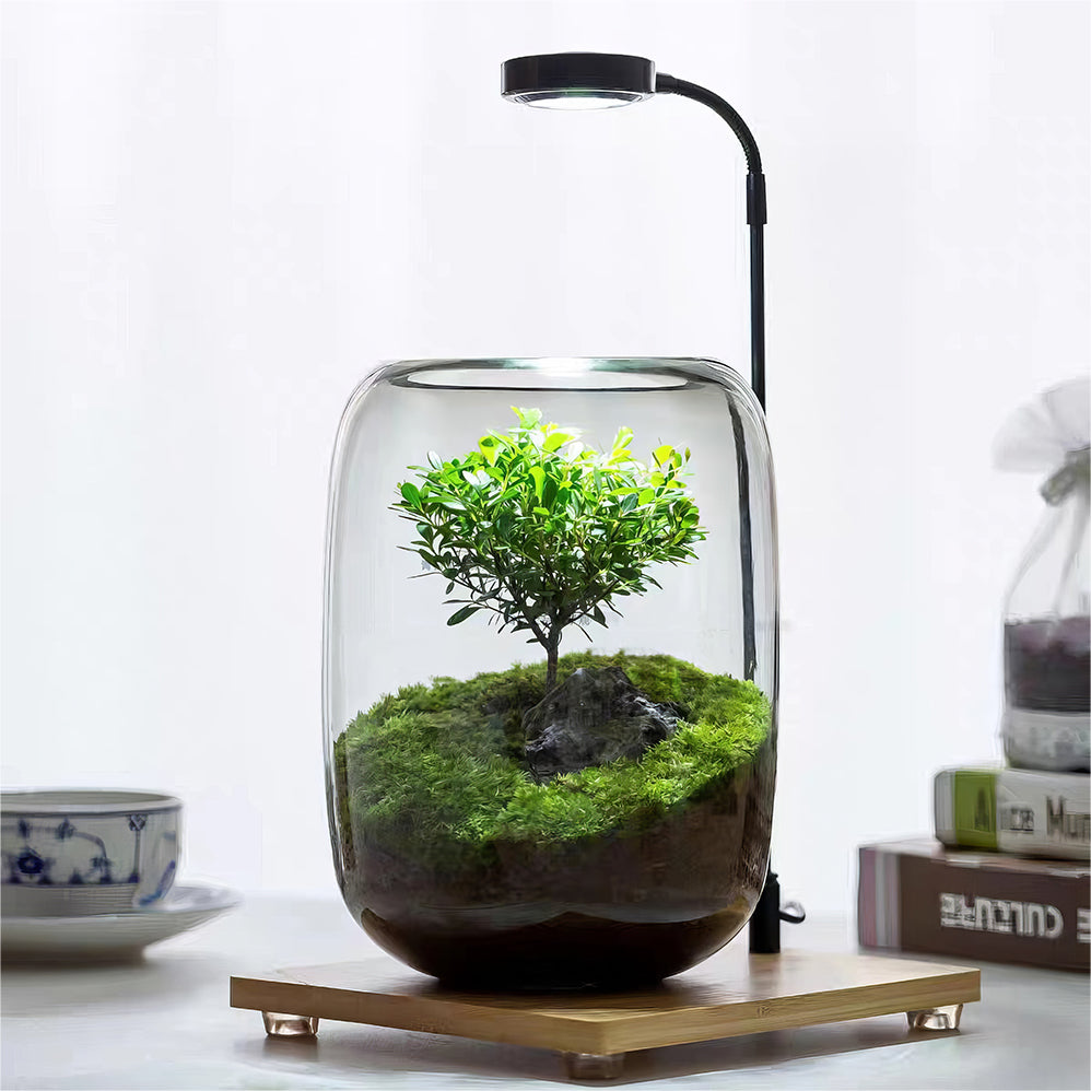 Terrarium Albero della Vita Calduna®