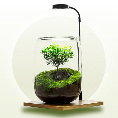 Terrarium Albero della Vita Calduna®
